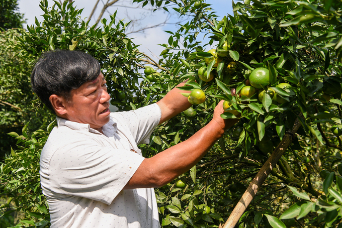 Anh Đinh Văn Lừng bên cây quýt cổ Nam Sơn. Ảnh: Dương Đình Tường.