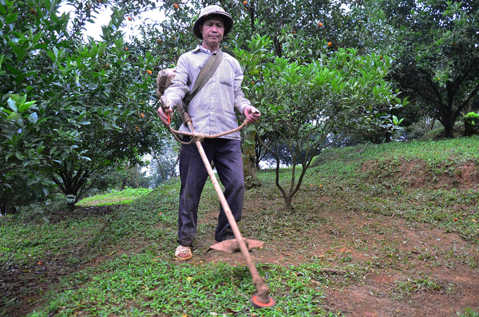 Thay vì dùng thuốc trừ cỏ, người dân ở Vân Sơn dùng máy phát, cỏ cắt xong được tủ ở quanh gốc làm phân bón. Ảnh: Dương Đình Tường.