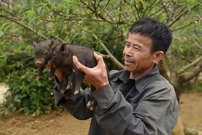 Anh Hà Văn Thiếu bên những con lợn con đen mới sinh. Ảnh: Dương Đình Tường.