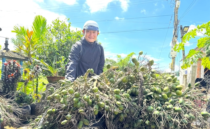 Từ đầu vụ đến nay, giá cau tươi liên tục tăng cao gấp nhiều lần so với trung bình nhiều năm. Ảnh: L.K