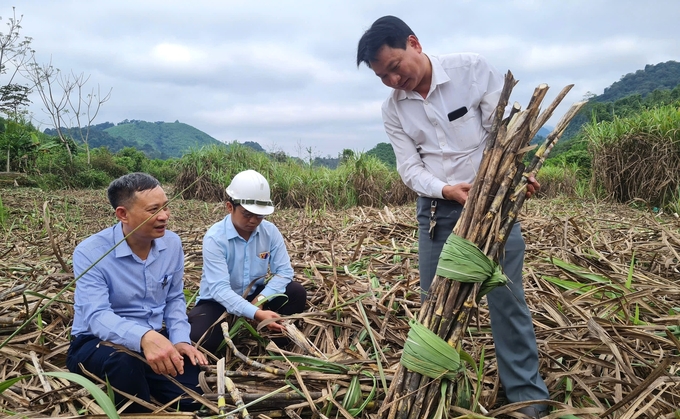 Ông Lô Văn Vinh (bên phải) khẳng định khi liên kết với Nasu người dân trồng mía được hưởng lợi rất nhiều. Ảnh: Việt Khánh.