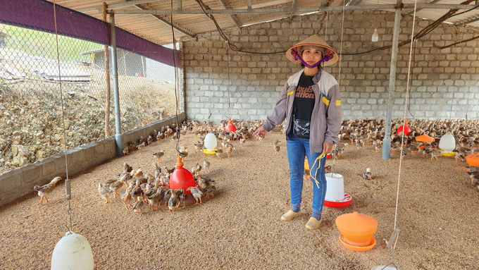 Chị Bàn Thị Hòa (xã Bằng Cả, TP. Hạ Long) đã nhanh chóng tái đàn để khôi phục sản xuất chăn nuôi. Ảnh: Nguyễn Thành.