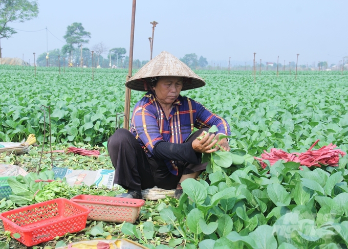 Thời tiết thuận lợi, sâu bệnh giảm nên lứa rau sau gieo lại sau bão lũ phát triển rất nhanh, hiện đã cho thu hoạch. Ảnh: Trung Quân.