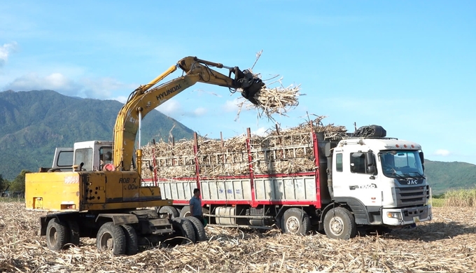 Lũy kế mía thu hoạch niên vụ 2023 - 2024 của Công ty Cổ phần Đường Biên Hòa - Phan Rang là 155.000 tấn. Ảnh: PC.