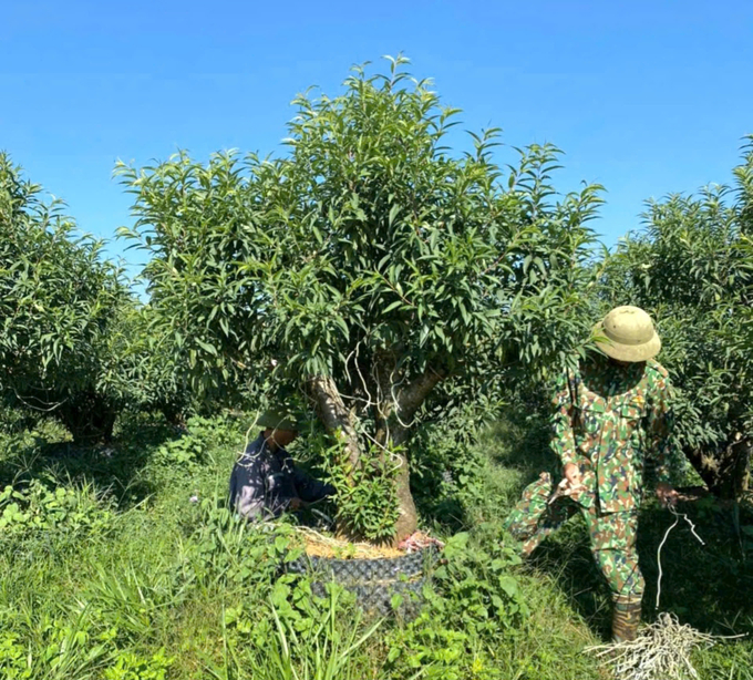 Anh Nguyễn Văn Công đang tìm mọi cách để những cây đào còn lại có thể ra hoa đúng thời vụ. Ảnh: Đinh Mười.