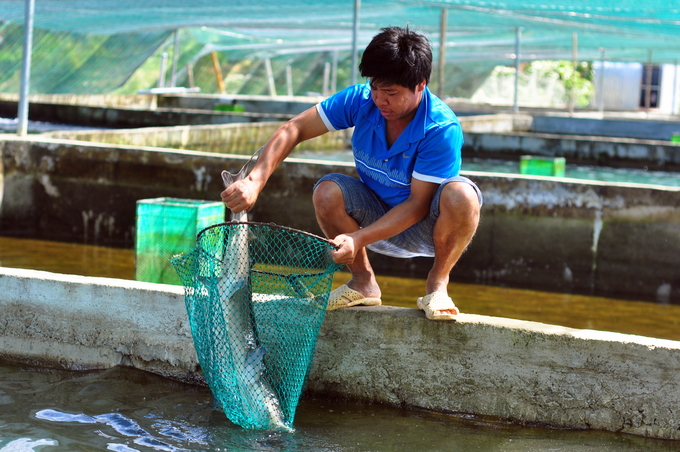 Nghề nuôi cá tầm trong bể tại tỉnh Lâm Đồng. Ảnh: MH.