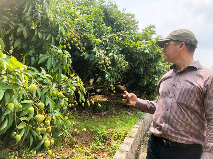 Người nông dân trồng vải theo tiêu chuẩn, không còn lo đầu ra và giá cả. Ảnh: Nguyễn Nhung.