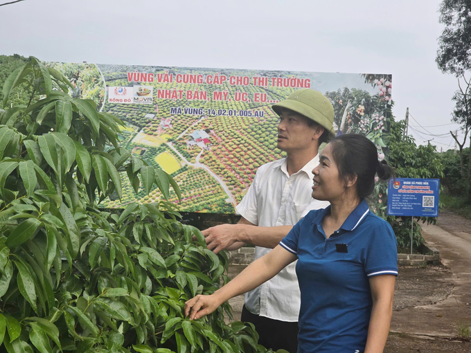 Chị Nguyễn Thị Nhung - Cán bộ phụ trách nông nghiệp xã Phúc Hòa là người nhiều năm 'ăn, ngủ' với các vườn vải. Ảnh: Đinh Mười.