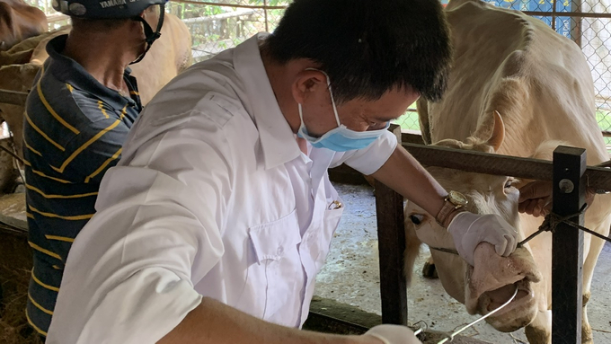 Local authorities have also not prioritized livestock health management, contributing to the increase in outbreaks early in 2024. Photo: Ho Thao.