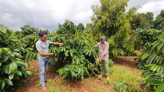 Thâm canh tăng năng suất, áp dụng tiến bộ KHKT, chống trồng cà phê chồng lấn lên diện tích rừng đang được thực hiện nghiêm ngặt ở Gia Lai. Ảnh: Đăng Lâm. 