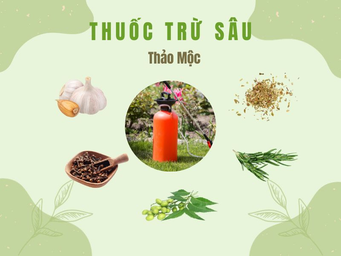 Thuốc BVTV chứa hoạt chất saponin có nguồn gốc thảo mộc nên thân thiện với môi trường, không để lại dư lượng trong sản phẩm. Ảnh: minh họa. 