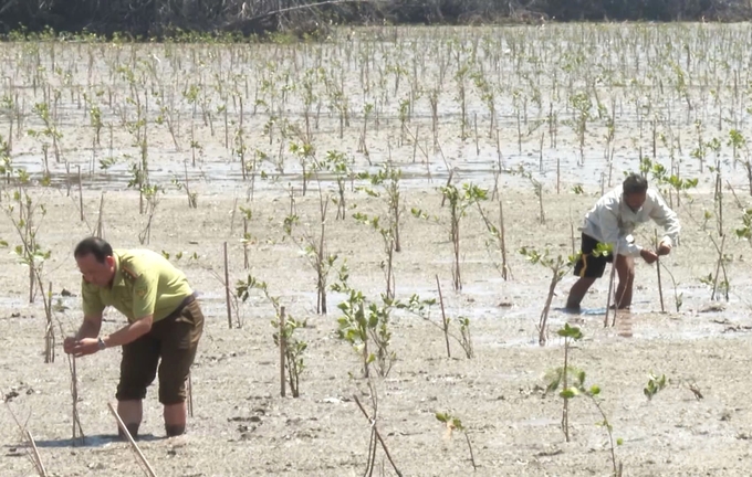 Members of forest management and protection teams actively patrol with the forestry force, caring, and protecting newly planted areas of coastal protection forests. Photo: Trung Chanh.