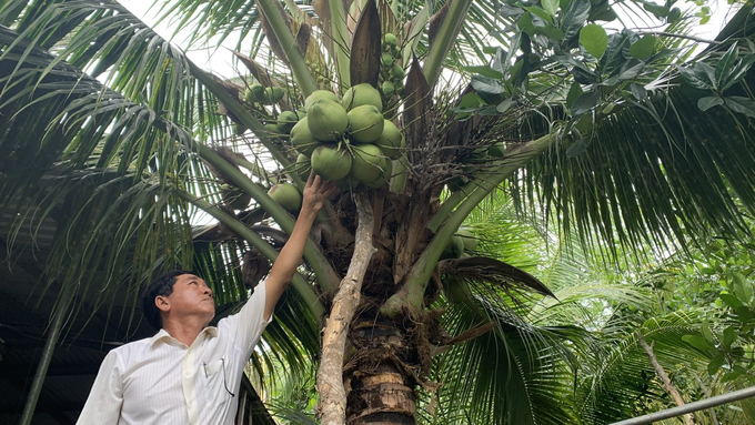 Trái dừa sáp đã có mặt tại Trà Vinh ngót nghét một thế kỷ, trở thành niềm tự hào của người dân nơi đây. Ảnh: Hồ Thảo.