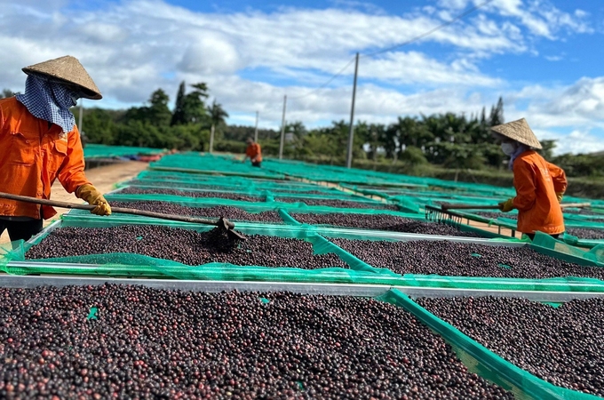 Gia Lai is intensifying the deep processing of coffee. Photo: Tuan Anh.