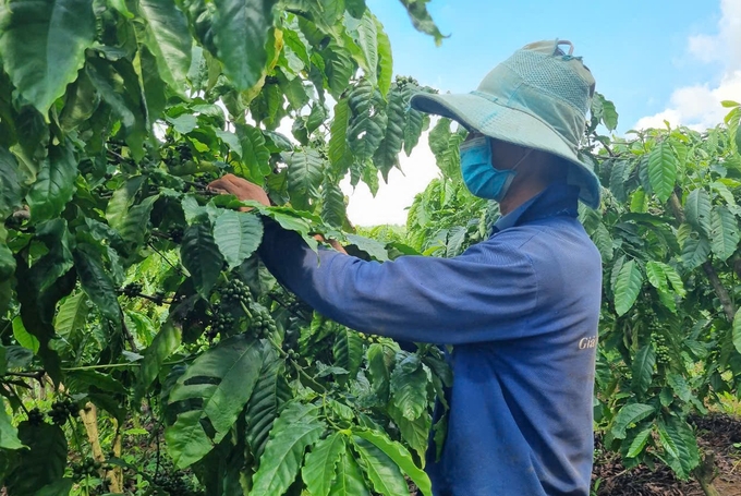 Coffee is the main crop of Gia Lai province. Photo: Tuan Anh.