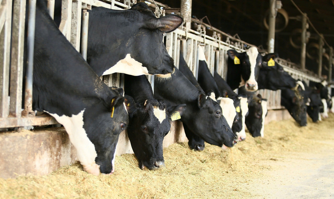 The dairy herd of TH Group is cared for according to the most advanced and systematic processes in the world. Photo: Viet Khanh.