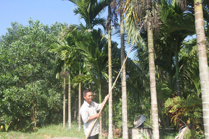 Giá cau tăng cao, nhiều chủ vườn ở huyện Tiên Phước (Quảng Nam) thu lãi hàng trăm triệu đồng trong vụ cau năm nay. Ảnh: L.K.