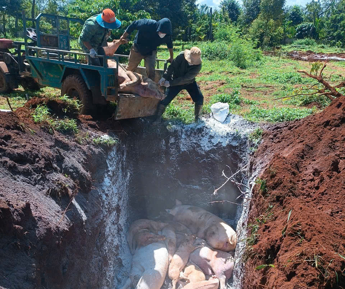 Disposal of infected pigs. Photo: Quang Yen.