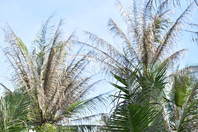 Black-headed caterpillars damage a coconut garden in Xuan Dong commune, Cho Gao district (Tien Giang). Photo: Minh Dam.