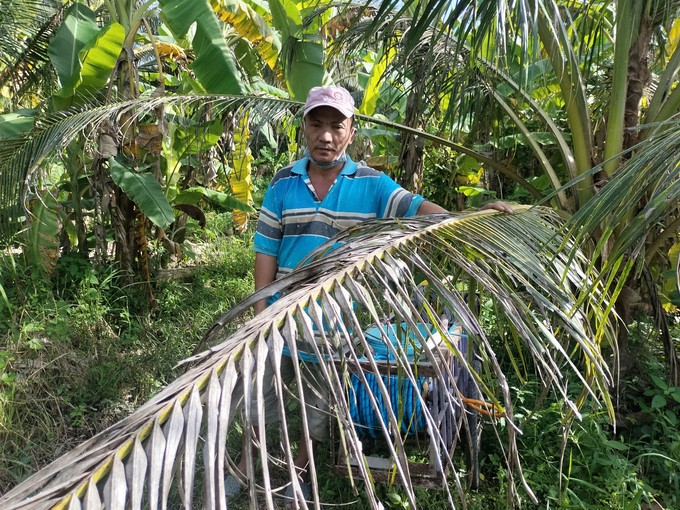 The majority of coconut growers respond to black-headed caterpillar prevention and control solutions recommended by the functional sector. Photo: Minh Dam.