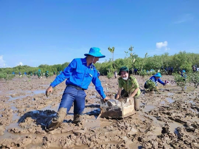 Các công trình kè ngầm chắn sóng góp phần khôi phục và bảo vệ trên 4.000ha rừng phòng hộ ven biển của tỉnh Sóc Trăng. Ảnh: Kim Anh.