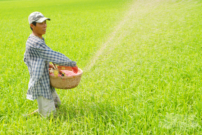 The unscientific use of fertilizers, leading to waste and soil pollution, remains a common issue in the Mekong Delta region. Photo: Le Hoang Vu.