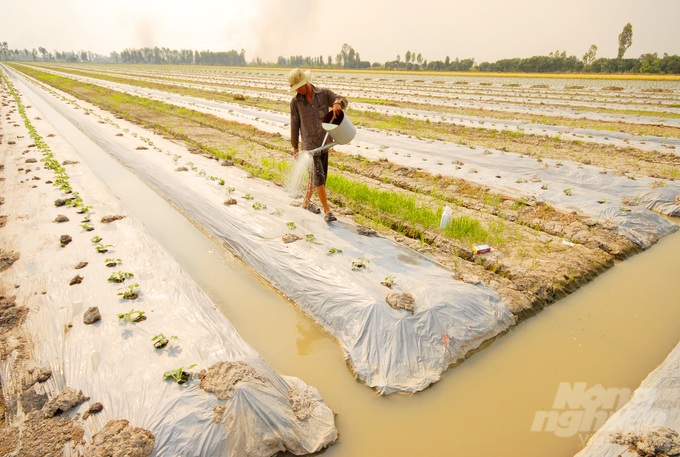 Soil is the foundation for crop production, providing essential nutrients and water for plant growth and development. Photo: Le Hoang Vu.