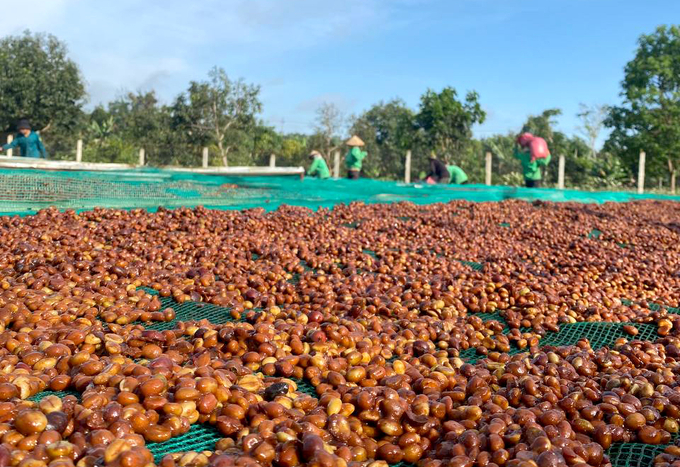 Coffee exports in 2023/2024 reached a record value in the history of Vietnam’s coffee industry. Photo: Son Trang.