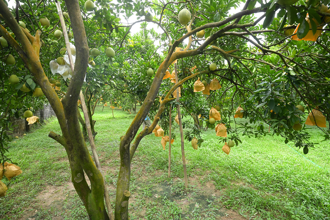 Tinh's red pomelo farm continues to produce high value as a result of his focus on GlobalGAP-compliant cultivation practices. Photo: Tung Dinh.