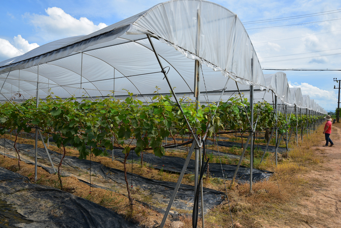 A high-tech vineyard in Hanoi. Photo: VAN.