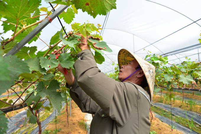 Workers tending to grapes in a greenhouse. Photo: VAN.