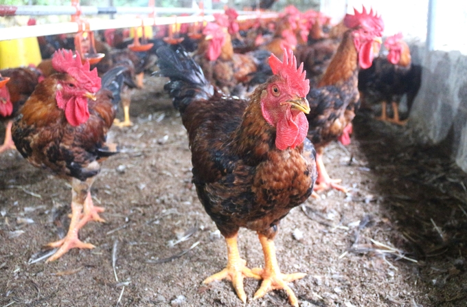 Environmental sanitation and disinfection of livestock farms are the focuses of Thai Nguyen province as the basis for herd restoration. Photo: Pham Hieu.