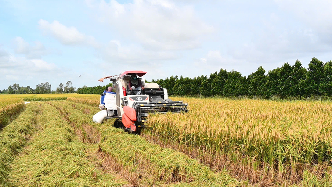 Những năm gần đây, việc canh tác các giống lúa chất lượng cao được nông dân khu vực ĐBSCL quan tâm và lựa chọn.