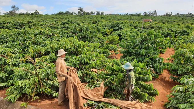 The coffee industry in Gia Lai is making a significant contribution to the province's export value. Photo: Dang Lam.