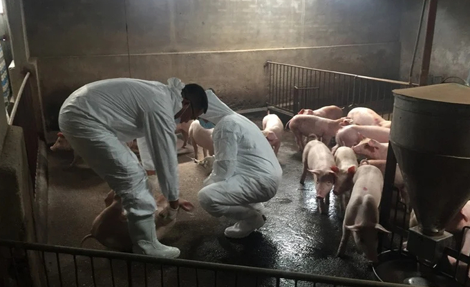 Veterinary staff vaccinating pigs.