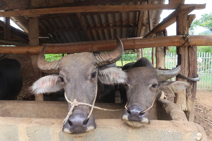 The SAPLING project recorded positive results when 7/10 items on biosafety livestock farming were improved. Photo: ILRI.