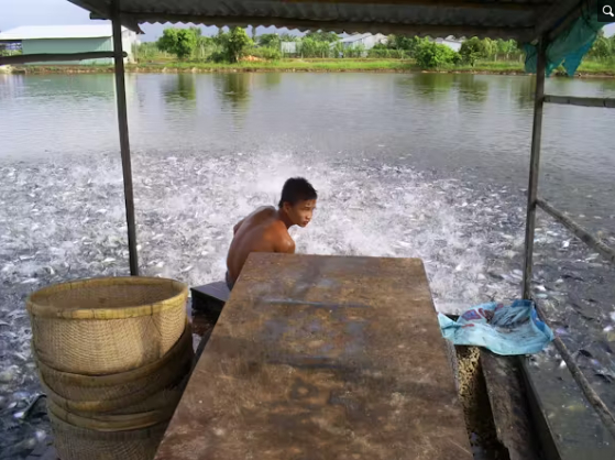 Farming pangasius catfish for export in Vietnam. Photo: Ben Belton.