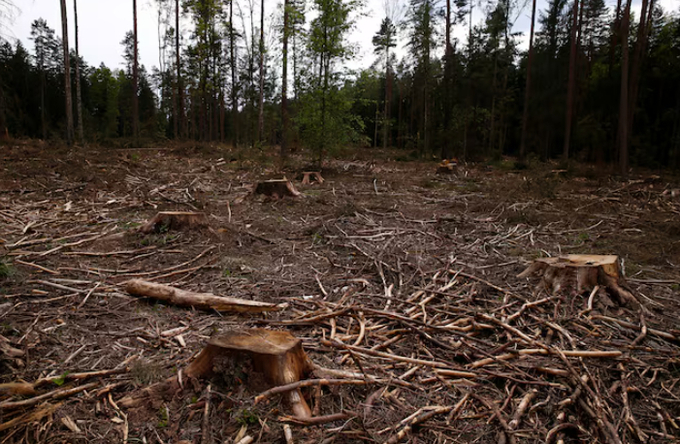 Logged area is pictured near a site where environmental activists take action in the defence of one of the last primeval forests in Europe, Bialowieza forest, Poland May 24, 2017. Photo: REUTERS/Kacper Pempel.