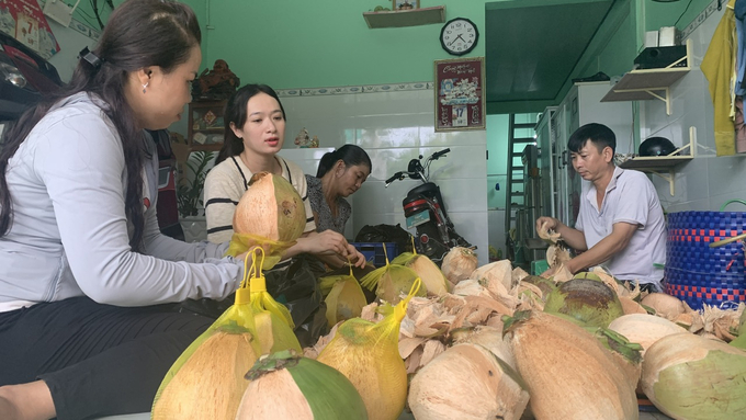 Macapunoo offers significantly higher economic value compared to regular coconuts, with each fruit currently priced between 100,000 and 150,000 VND. Photo: Ho Thao.