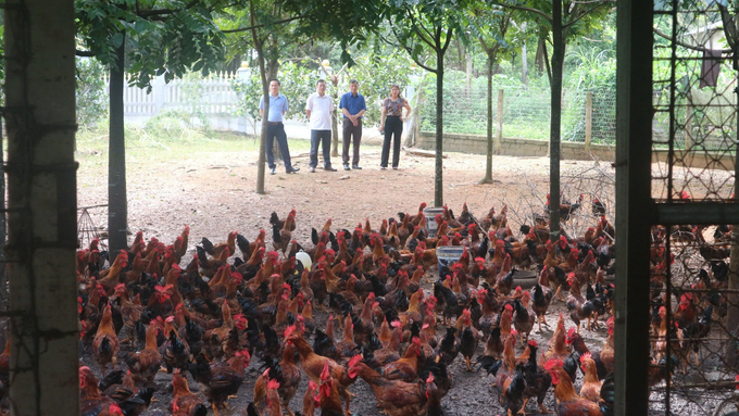 Thai Nguyen livestock industry quickly restored production after suffering natural disasters. Photo: Pham Hieu.