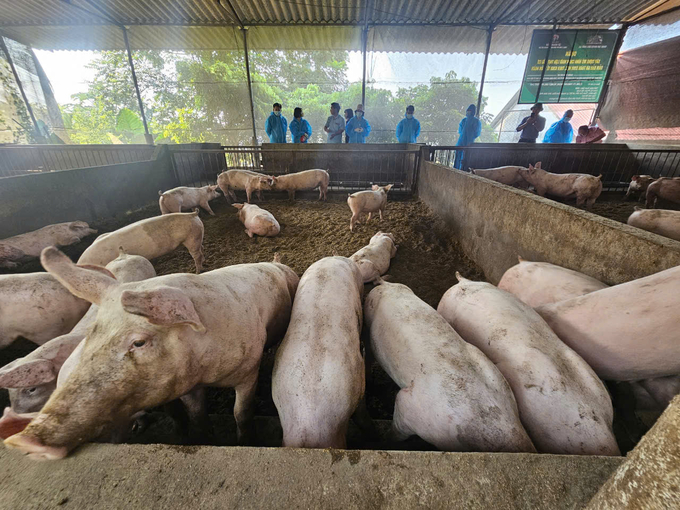 Mô hình chăn nuôi hữu cơ, an toàn sinh học phù hợp trong bối cảnh dịch tả lợn Châu Phi và lở mồm long móng vẫn còn hoành hành. Ảnh: Hoàng Anh.