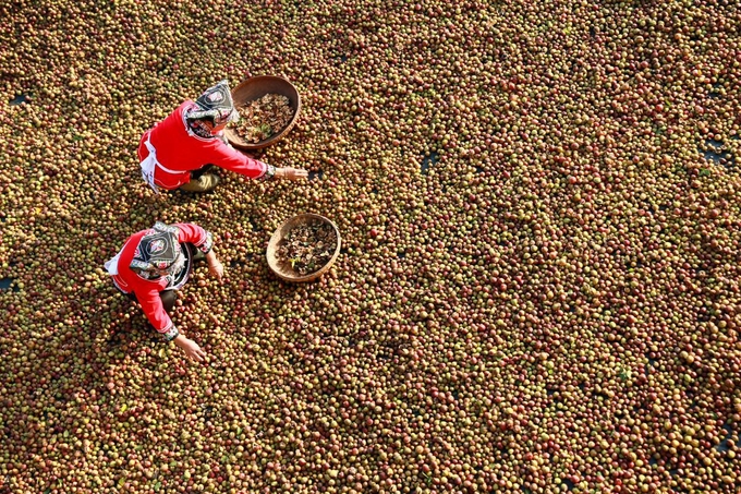 Villagers drying oil tea fruits.