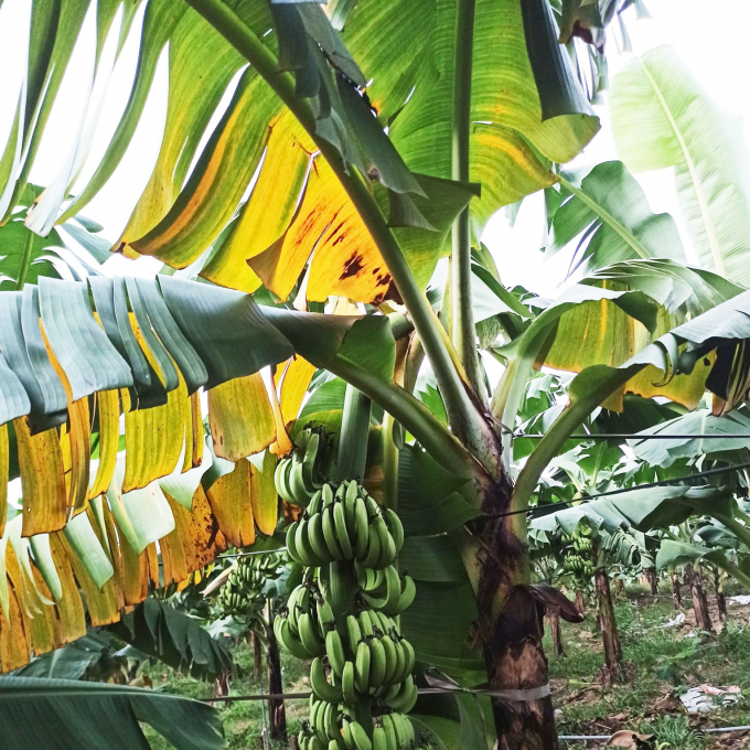 Bệnh vàng lá chuối (Panama) do nấm Fusarium sp trong đất gây ra đã ảnh hưởng rất lớn tới sản xuất chuối của nước ta. Ảnh: NNVN.