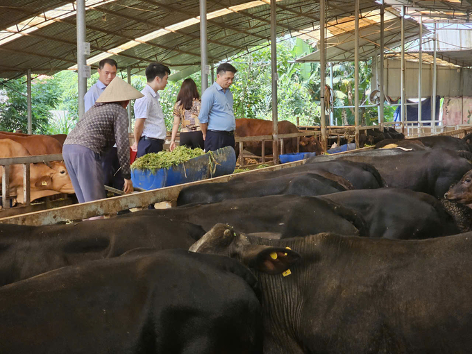 Thăm mô hình trang trại bò thịt lớn nhất xã Lãng Công. Ảnh: Văn Việt. 