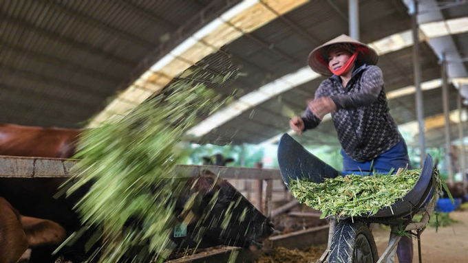 Công nhân cho bò ăn cỏ đã qua sơ chế, trộn thêm men vi sinh, bột ngô cho bò sữa ăn tại một trang trại ở Vĩnh Tường, Vĩnh Phúc. Ảnh: Văn Việt.