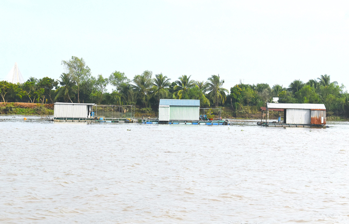 Bè nuôi cá ven sông Tiền thuộc xã Tân Thạch, huyện Châu Thành, tỉnh Bến Tre. Ảnh: Minh Đảm.