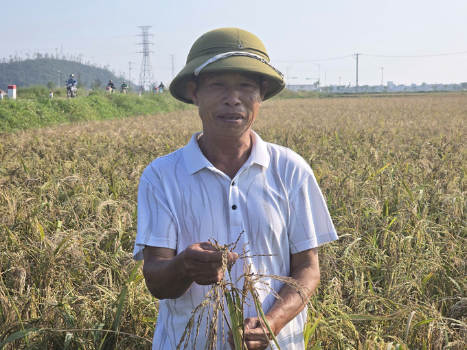 Ông Ngô Xuân Linh, trú tại thôn Kim Đới 2, xã Hữu Bằng (huyện Kiến Thụy) bên ruộng lúa chỉ toàn hạt lép. Ảnh: Đinh Mười.