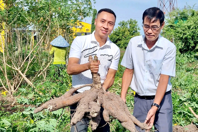 Cassava in Tay Ninh province. Photo: Tran Phi.