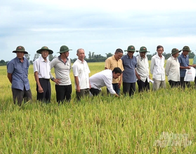 Mô hình thực hiện trên diện tích 2,6ha của hộ nông dân Đoàn Tuấn Hải (ấp Tân Hòa A, xã Tân Hiệp B, Tân Hiệp, Kiên Giang). Ảnh: ĐTC.