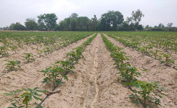 Drip irrigation system installed on a cassava field in Tay Ninh province. Photo: Tran Phi.